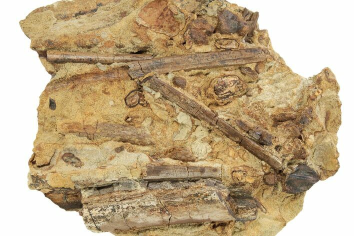 Sandstone with Dinosaur Tooth, Tendons & Bones - Wyoming #263721